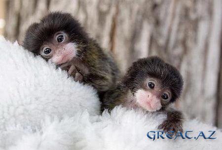 Недавно в зоопарке города Денвер родились обезьянки-близнецы