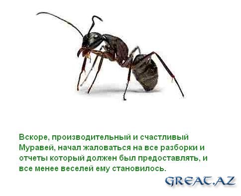 Притча о муравье в картинках