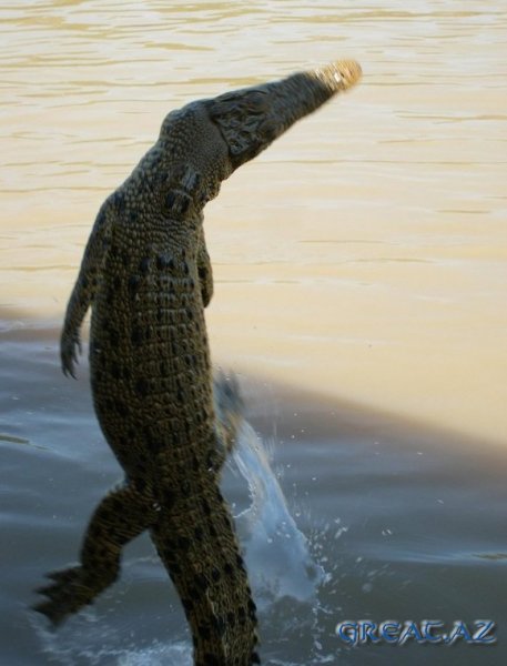 Кормёжка крокодилоа