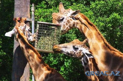В зоопарке Танзании жирафы гуляют ... без хвостов