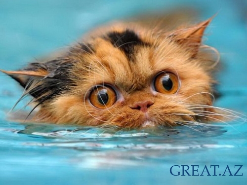 Коты плавают