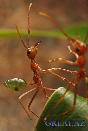 Удивительные муравьи-портные