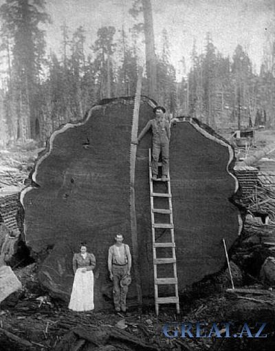 Когда деревья были большими