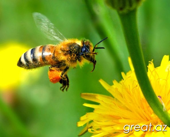 Как пчелы делают мед?