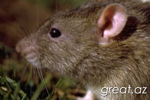 Топ-10: Интересные факты о крысах