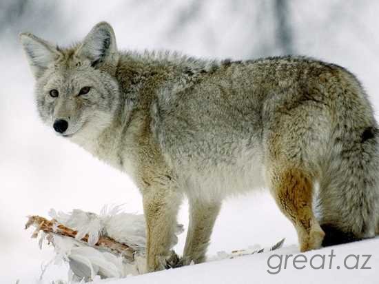 10 малоизвестных фактов о волках