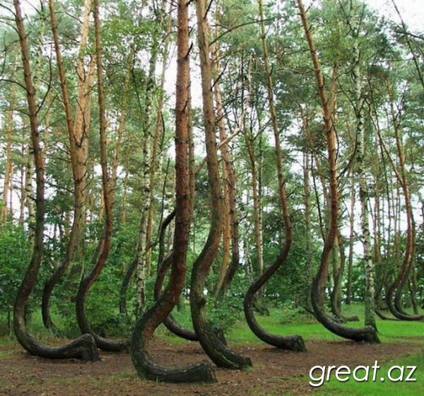 7 самых уникальных лесов нашей планеты