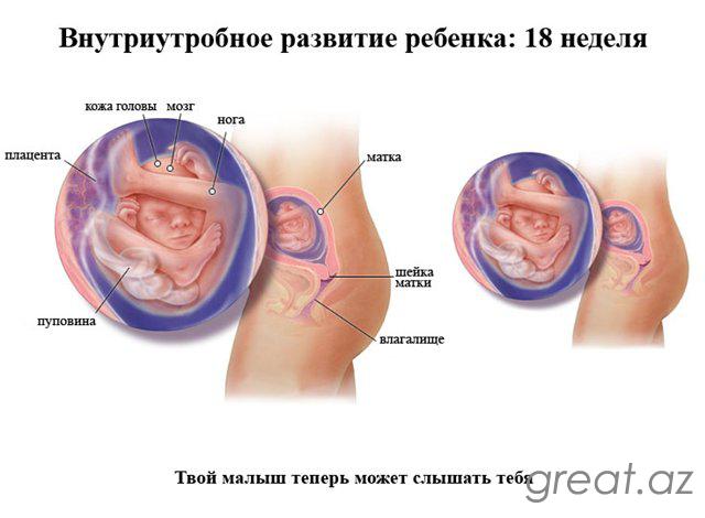 14 Недель Беременности Фото Плода И Размеры
