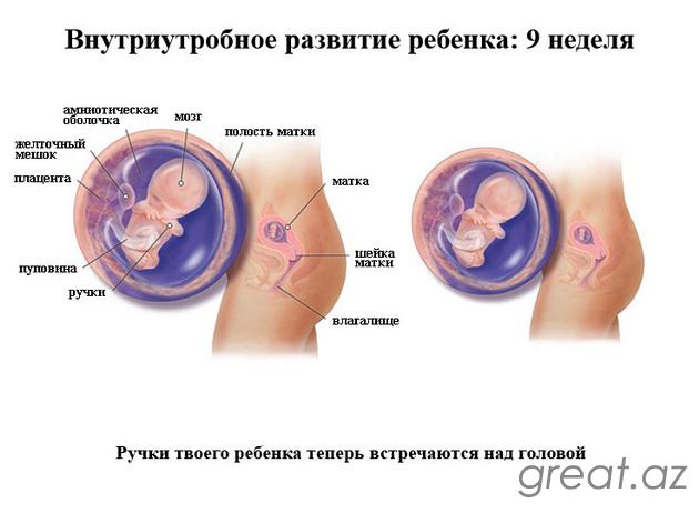 Эмбрион 9 Недель Фото
