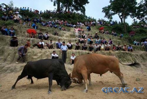 Бои быков в Китае
