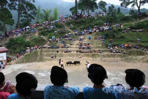 Бои быков в Китае