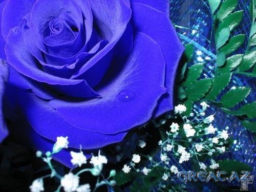 Голубые розы