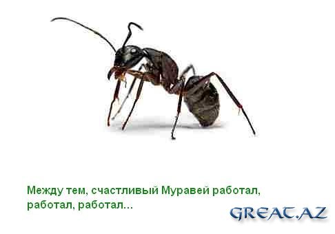 Притча о муравье в картинках