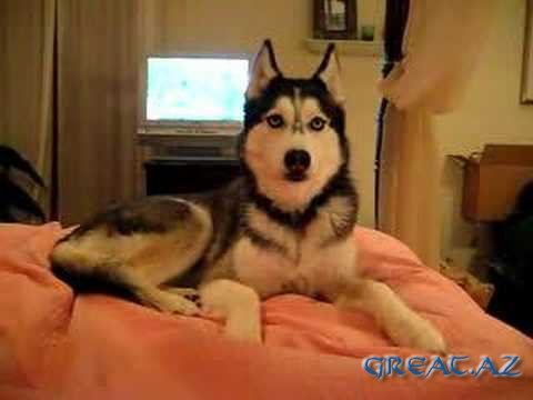 Husky Dog Talking - 