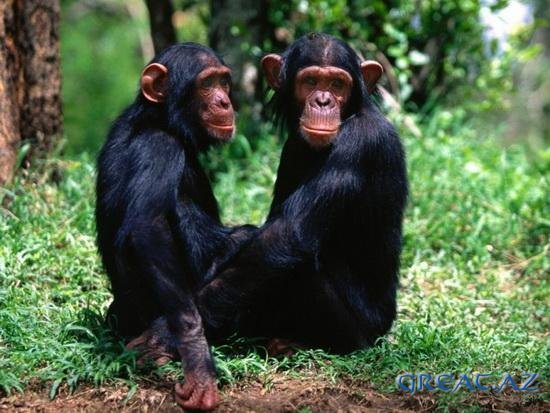 Ученые поняли, почему обезьяны не разговаривают