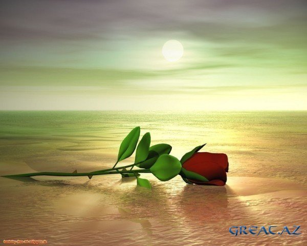 Люби меня как роза воду,...
