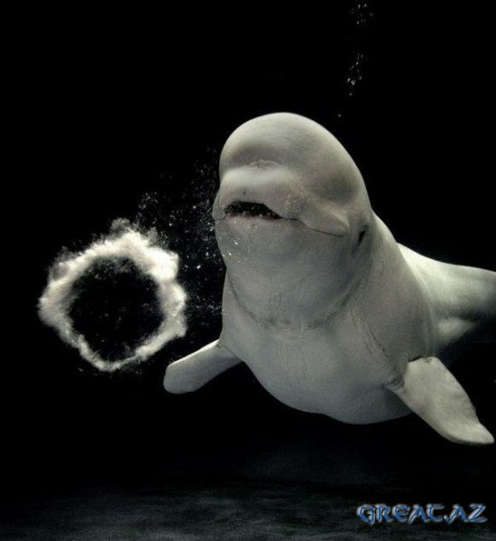 Белый кит пускает пузыри
