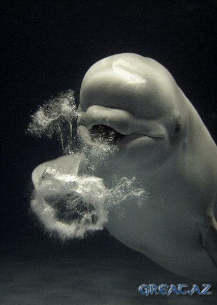 Белый кит пускает пузыри
