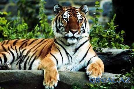 ТОП-10 знаменитостей с характером тигра