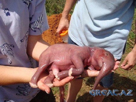 Новорожденные животные