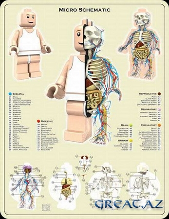 Весёлая анатомия