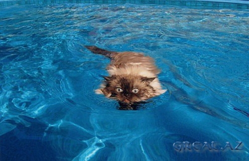 Коты плавают