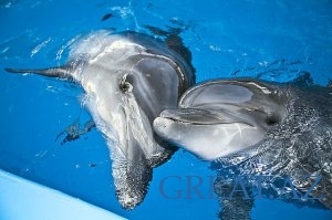 В Баку откроется дельфинарий