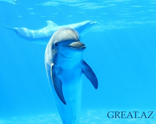 В Баку откроется дельфинарий
