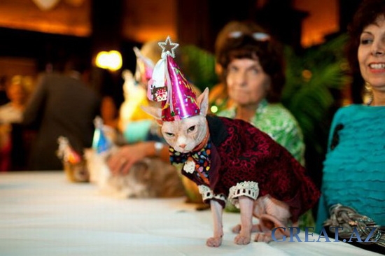 День рождение главной кошки отеля Альгонквин