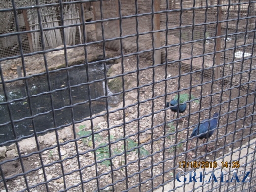 Наш поход в Бакинский Зоопарк (2 часть)