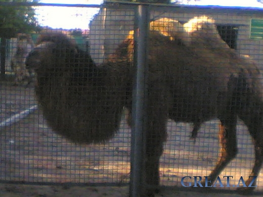 Наш поход в Бакинский Зоопарк (2 часть)