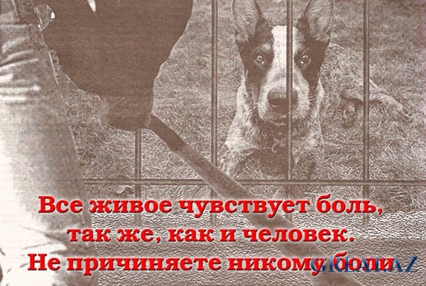 Собаки и кошки перестанут выходить на улицу без регистрации=))))