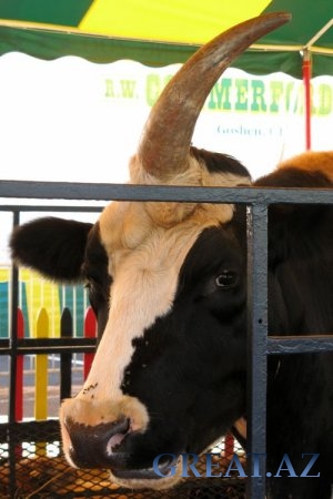 Корова -единорог