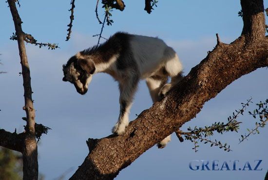 В Марокко козы пасутся на деревьях.