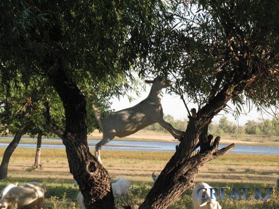В Марокко козы пасутся на деревьях.