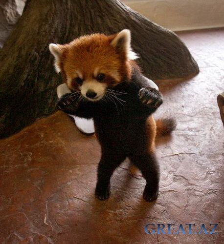 Firefox - Красная панда