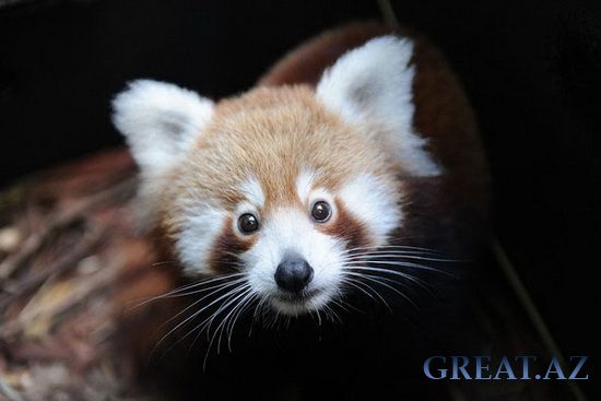 Firefox - Красная панда