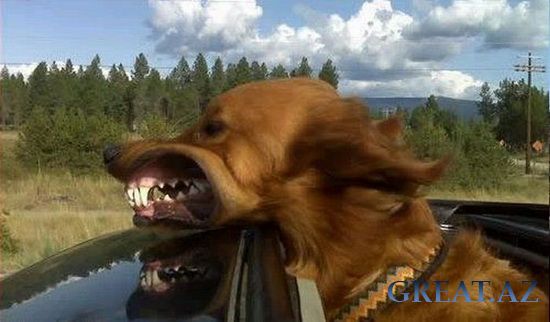Смешные собаки на скорости 80 км/ч