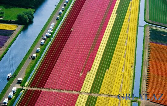 Удивительные поля тюльпанов