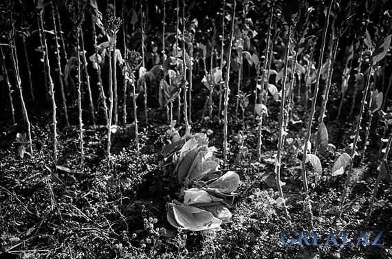 Дети на табачных плантациях Казахстана