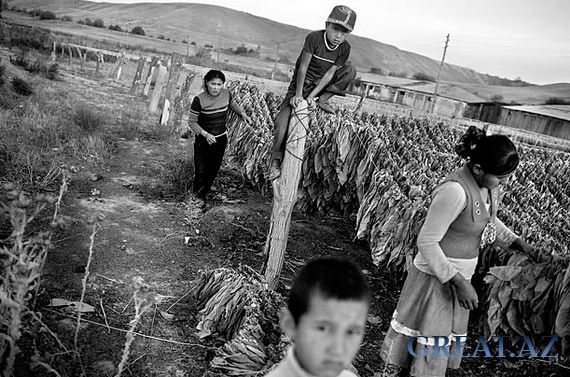 Дети на табачных плантациях Казахстана