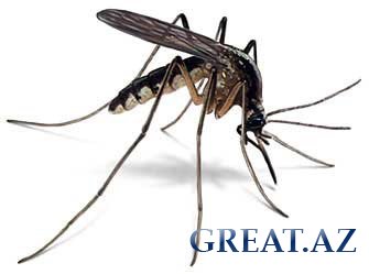 Как лечить укусы насекомых?