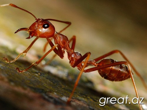 Факты о муравьях