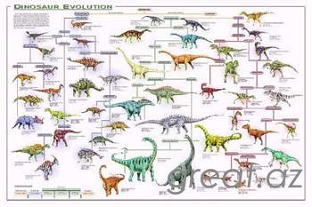15 заблуждений об эволюции