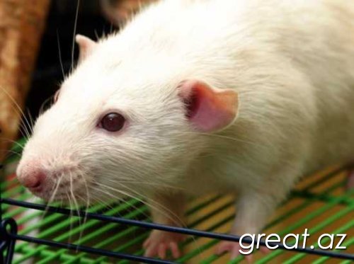 Топ-10: Интересные факты о крысах