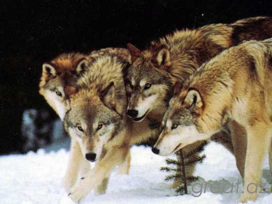 10 малоизвестных фактов о волках
