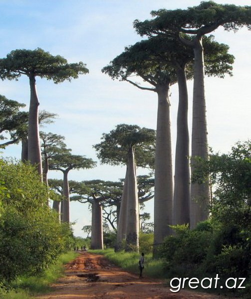 7 самых уникальных лесов нашей планеты