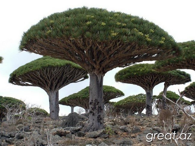 Самые необычные деревья (18 фото)