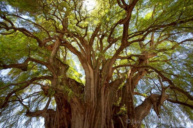 Самые необычные деревья (18 фото)