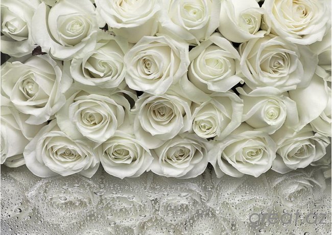 Можно ли дарить белые розы